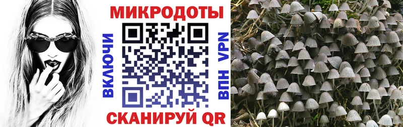 Галлюциногенные грибы прущие грибы  Чаплыгин 